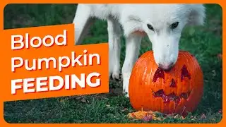 The Dire Wolves Feed on a Blood Pumpkin