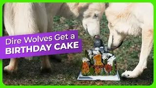 The Dire Wolves Got a Birthday Cake