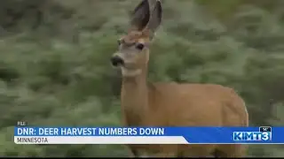 The DNR Says Deer Harvest Numbers Are Down