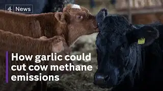 The garlic-fed cows combating global warming