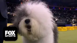 The Herding Group 🐕 2026 Westminster Dog Show