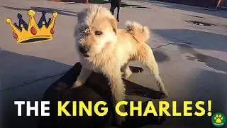 THE Most Respected Alpha Dog! Meet The KING CHARLES!