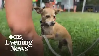 The rescue dog that runs ultramarathons