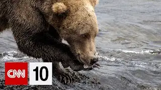 The return of "Fat Bear Week" | September 26, 2025