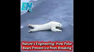 The Science Behind a Polar Bear’s Crawl
