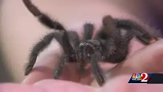 The Science of It: Predators vs. Prey