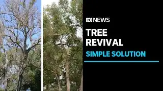 The surprisingly simple solution bringing dying trees back from the brink | ABC News