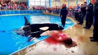 The TERRIFYING Last Moments of Dolphin Trainer Clara Whitmore