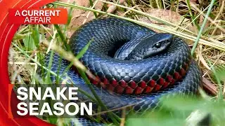 The urgent snake warning every Australian needs to hear | A Current Affair