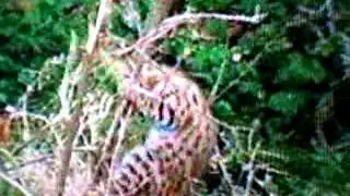 The wild CAT try to save own life from any LEPARD when the LEPARD attack