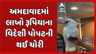Theft of Exotic Parrots  | અમદાવાદમાં લાખો રૂપિયાના વિદેશી પોપટની થઈ ચોરી, આરોપી સીસીટીવીમાં થયો કેદ