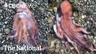 #TheMoment a rare 7-armed octopus was spotted in B.C.