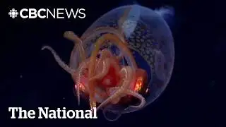 #TheMoment a rare colossal squid was captured on video for the first time