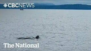 #TheMoment a rare leatherback sea turtle was caught on camera
