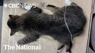 #TheMoment an Edmonton cat with six legs got life-changing surgery