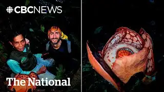 #TheMoment biologists found a rare flower after 13-year search