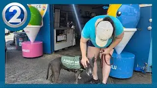 These 15 tips can save your dog’s life while playing outdoors