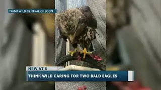 Think Wild treating second critically ill bald eagle, battling severe lead poisoning