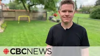 Thinking about growing a clover lawn? Here