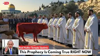 THIRD TEMPLE UPDATE: Perfect Red Heifer Approved, The Temple Countdown Has Begun