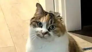 This cat apparently escaped meat trade