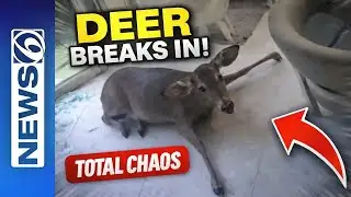 This Deer Broke Into a House… and Instantly Regretted It