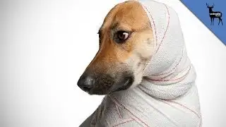 This Takes Pet Safety To A Whole New Level