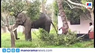 തൃപ്രയാറിൽ ആന ഇടഞ്ഞോടി വ്യാപക നാശനഷ്ടം: പരിഭ്രാന്തിയിലായി നാട്ടുകാർ | Thrissur | Elephant