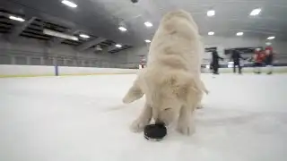 Thunderbirds to hold third annual Pucks 