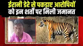 Tiger Attack से ग्रामीण की मौत | Pench Tiger Reserve की सुरक्षा निगरानी पर उठे सवाल |Chhindwara News