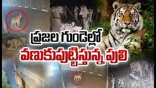 ప్రజల గుండెల్లో వణుకుపుట్టిస్తున్న పులి సంచారం | Tiger In Rajahmundry | Prime9 News
