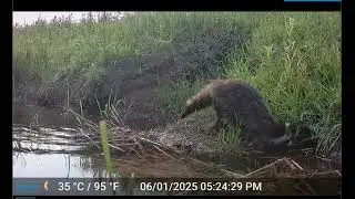 Tiger Pride News - Wednesday, December 17, 2025