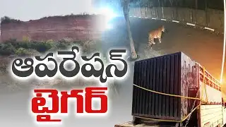 ఐదు రోజులుగా స్వేచ్ఛగా తిరుగుతున్నపెద్దపులి | Tiger Roaming Freely Near Rajamahendravaram For 5 Days