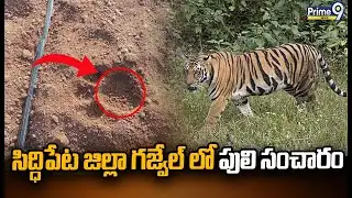 సిద్ధిపేట జిల్లా గజ్వేల్ లో పులి సంచారం | Tiger spotted in Gajwel | Prime9 News