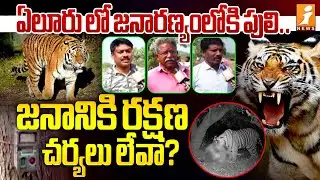 ఏలూరు లో జనారణ్యంలోకి పులి..  | Tiger Terror in Eluru District | Eluru Ground Report | iNews