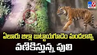 ఏలూరు జిల్లా బుట్టాయగూడెం మండలాన్ని వణికిస్తున్న పులి | Tiger Terror in Eluru District - TV9