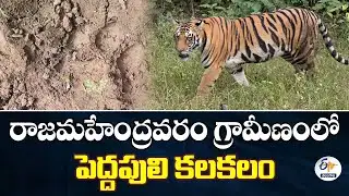Tiger Terror in Rajamahendravaram Rural Areas | రాజమహేంద్రవరం గ్రామీణంలో పెద్దపులి కలకలం