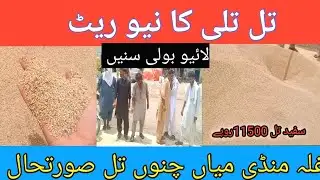 Til Tilli ka niya Rate|Gala Mandi Mein Til ka rate| Tilli Ki boli | تل تلی کا ریٹ|آج تلی کا ریٹ کیا 