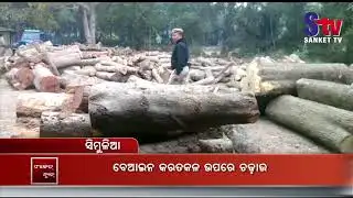 Timber Seized along With Illegal Sawmill in Simulia
