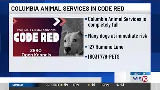 ‘Time is critical’: Columbia Animal Services at full capacity