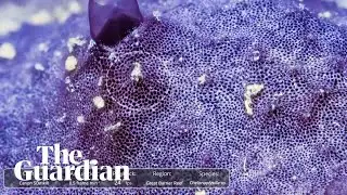 Timelapse footage shows a sea sponge sneezing