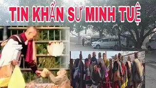 Tin Khẩn Sư Minh Tuệ 