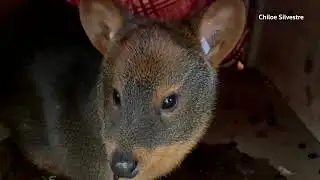 Tiny deer, big trouble: Chile’s pudu face growing peril | REUTERS