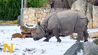 Tiny Deer Challenges a Giant Rhino