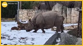 Tiny deer has face off with rhino