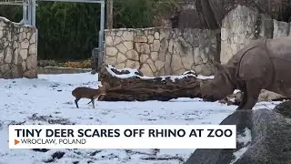 Tiny Deer scares off Rhino at zoo