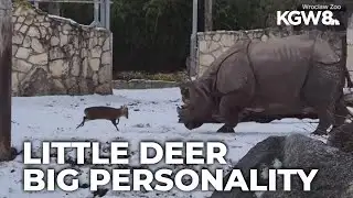 Tiny deer seen chasing rhino around zoo enclosure