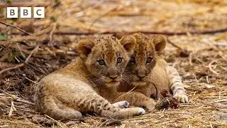 Tiny lion cubs vs giant elephant feet! | Kingdom – BBC