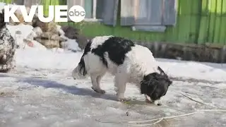 Tips for keeping pets safe in cold weather