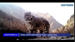 Today marks International Snow Leopard Day